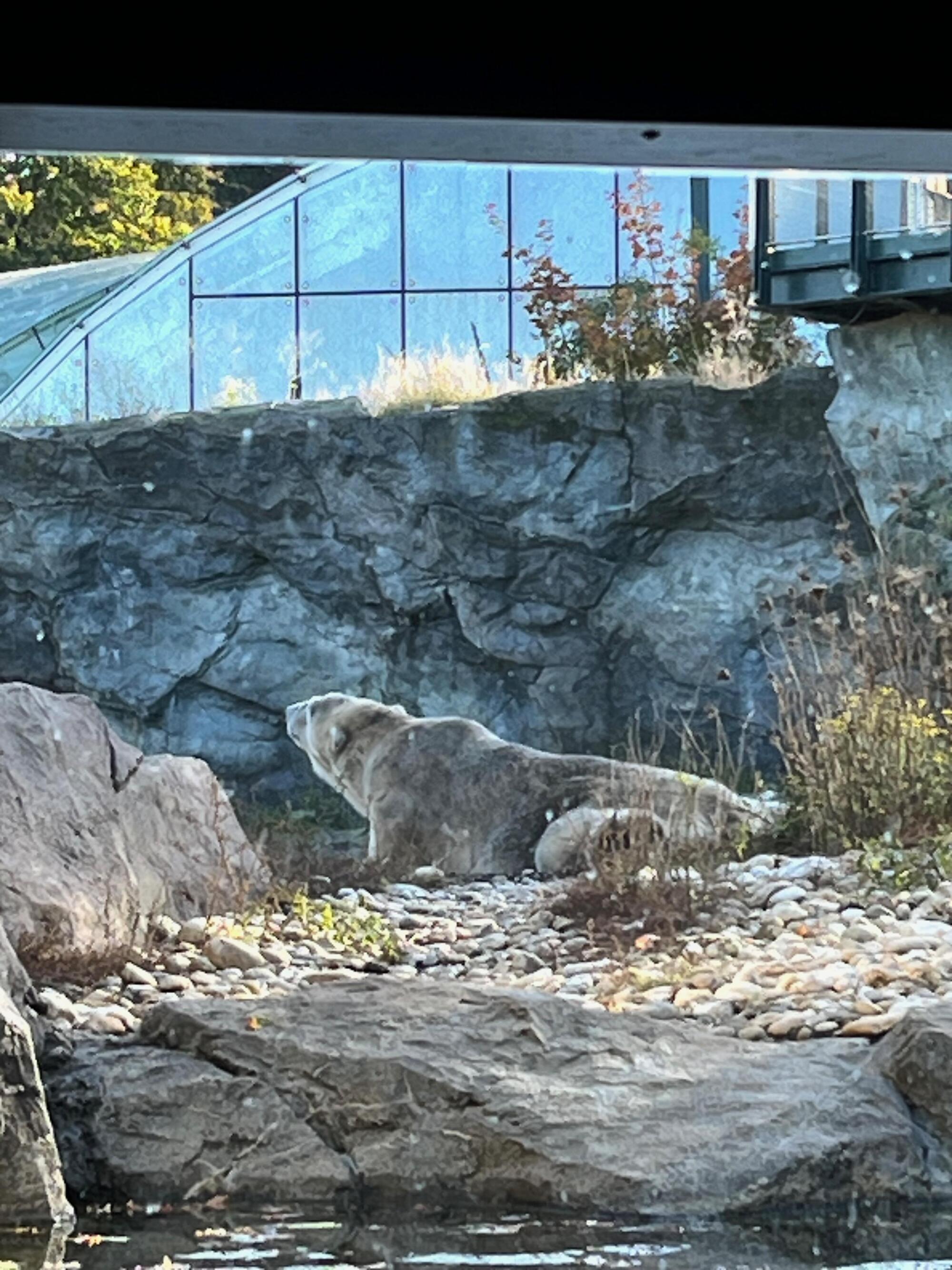 Ganz schön groß, so ein Eisbär...